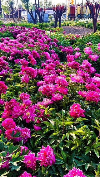 Heze Check-in｜Unlock Stunning Peony Moments