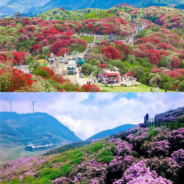 貴州的春日花海美得像畫