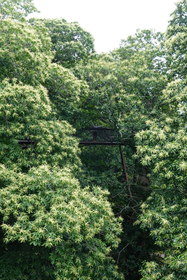 Exploring the Treetop Walkway at Kew Gardens