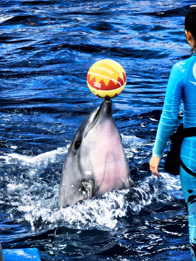 海花島海洋公園 動物互動攻略大放送
