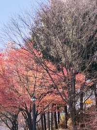 西大門紅葉之旅：秋日的浪漫與靜謐🍁🍂