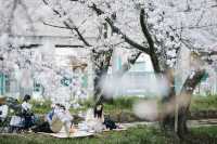 Discover the Hidden Cherry Blossom Gem of Saho River in Nara
