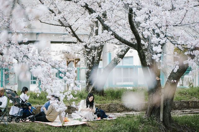 Discover the Hidden Cherry Blossom Gem of Saho River in Nara