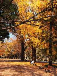 代々木公園での秋の完璧な日々を楽しむ