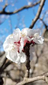 青島櫻花節賞花攻略：春日青島，粉白晚霞的童話世界。