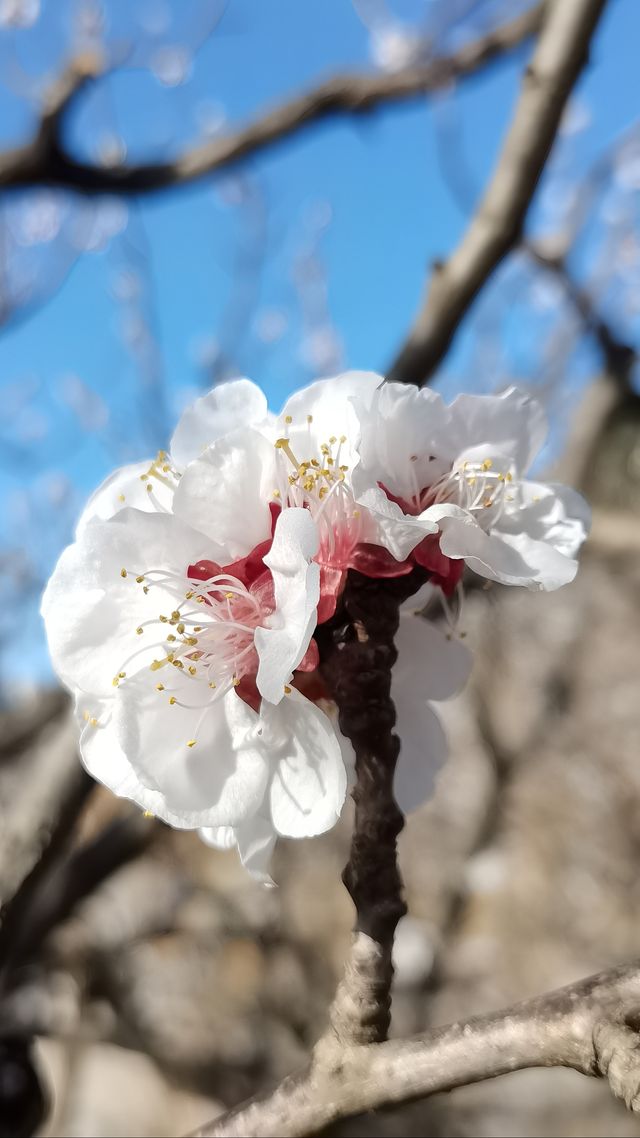青島櫻花節賞花攻略：春日青島，粉白晚霞的童話世界。