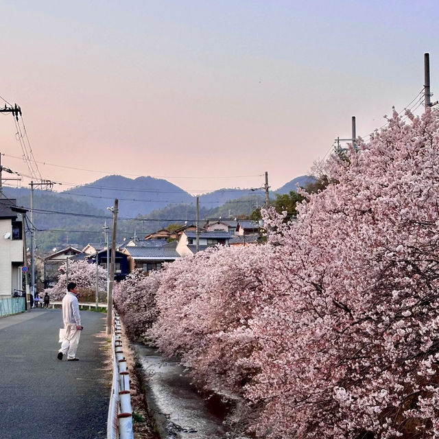 日本京都私藏賞櫻秘境｜空氣都瀰漫著浪漫櫻花香🌸