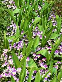 🌸春天限定！南京中山植物園櫻花全攻略