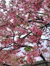 春日來信|鼋頭渚賞櫻樓的限定浪漫