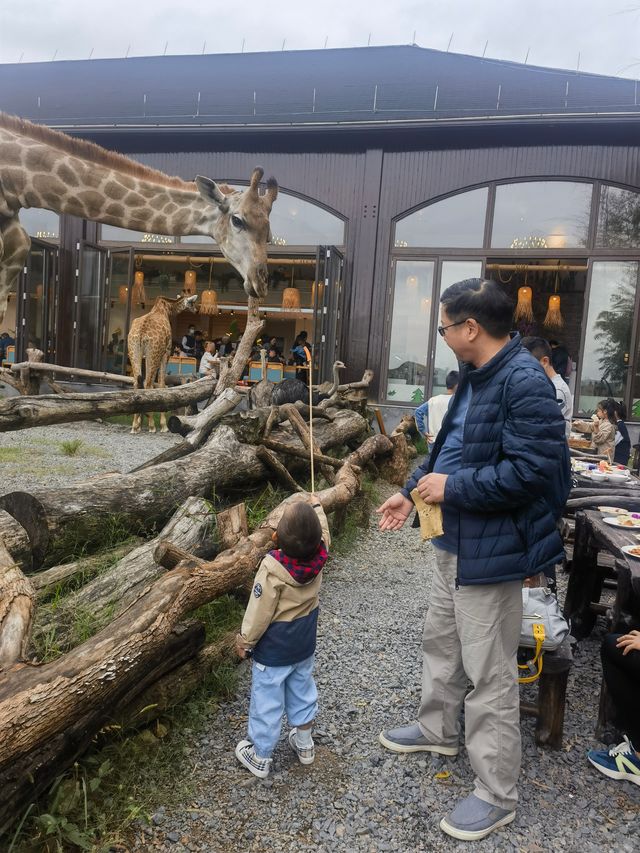 湖州長頸鹿莊園：和寶貝共赴一場長頸鹿早餐奇遇