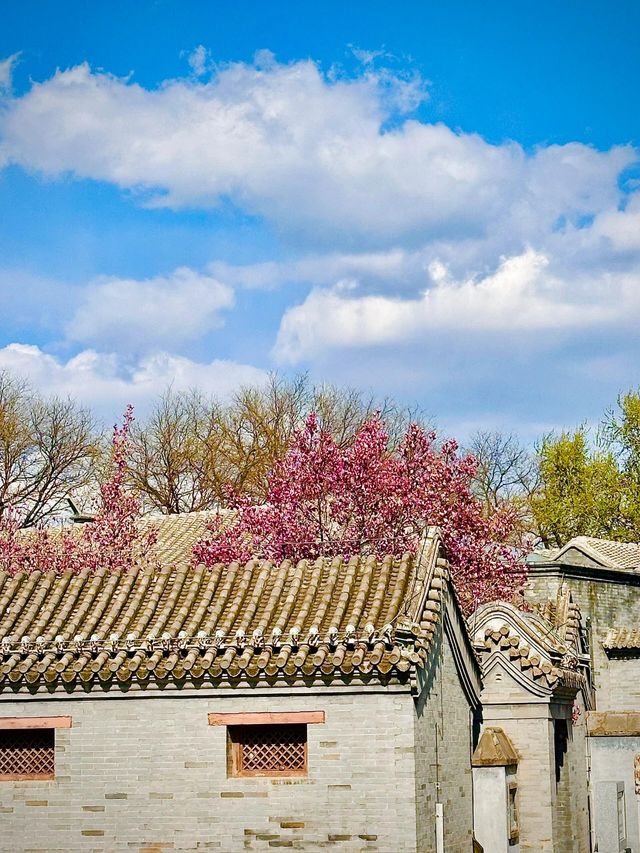 北京賞花路線分享