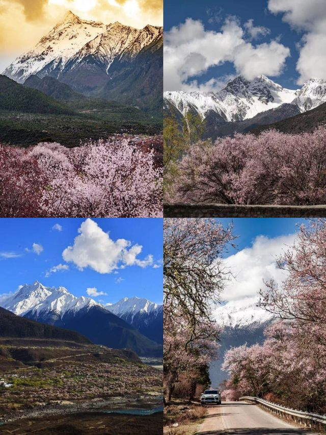林芝桃花盛開