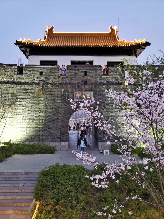 南京賞櫻花｜本地人才知道的免費夜櫻花海 - 觀音門