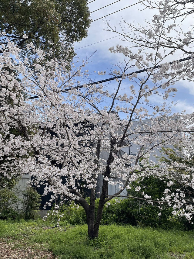 福岡柳川，粉櫻爛漫的水鄉綺夢