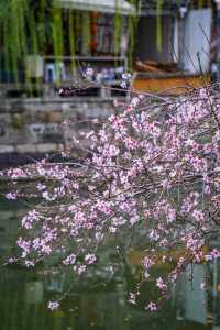 一棵樹上兩色花，杭州嘅桃花都好叻咁喎