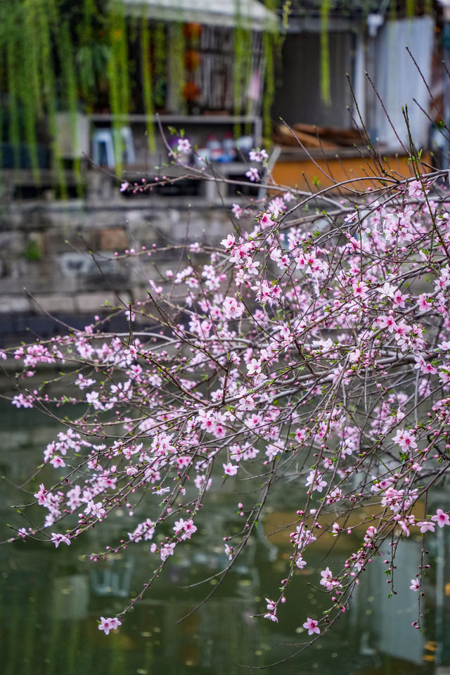 一棵樹上兩色花，杭州嘅桃花都好叻咁喎