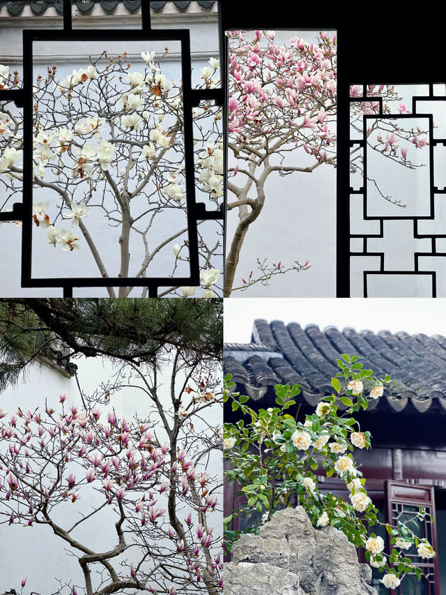 蘇州3.16賞花實況暴走在8座玉蘭花園林
