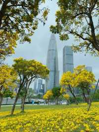 🌼深圳人才公園黃風鈴盛景