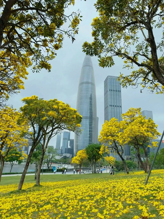 🌼深圳人才公園黃風鈴盛景