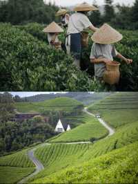 龍形沖民宿，躺看茶山星空