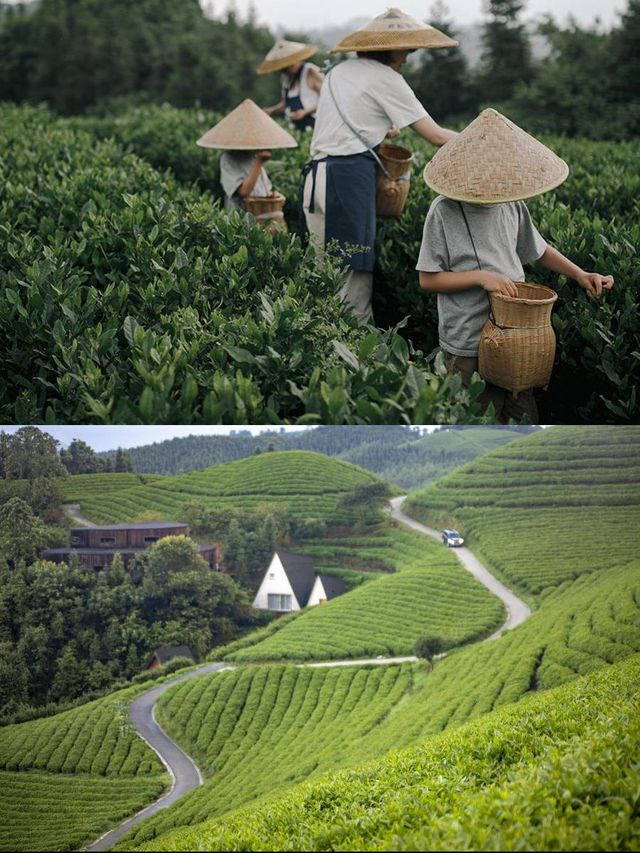 龍形沖民宿，躺看茶山星空