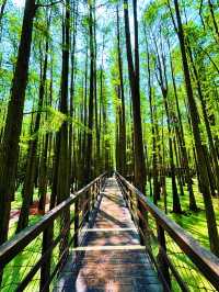 青山湖 | 邂逅城市中的詩意水鄉，開啟靜謐湖居之旅