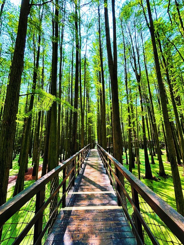 青山湖 | 邂逅城市中的詩意水鄉，開啟靜謐湖居之旅