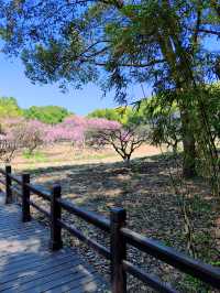 杭州春日奇遇！在東方文化公園闖入粉色桃花童話世界！