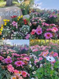 常州五一期間的賞花攻略