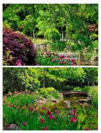 闖入杭州莫奈花園，邂逅鳶尾花海。