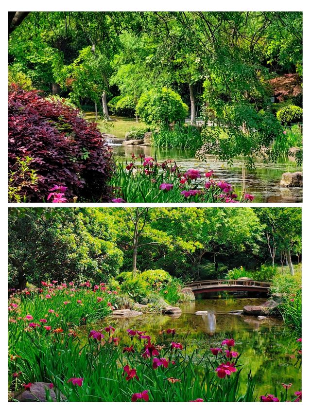 闖入杭州莫奈花園，邂逅鳶尾花海。