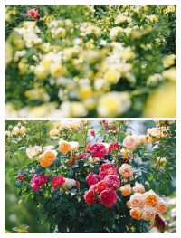 杭州頂流，0蚊衝入莫奈月季花園。