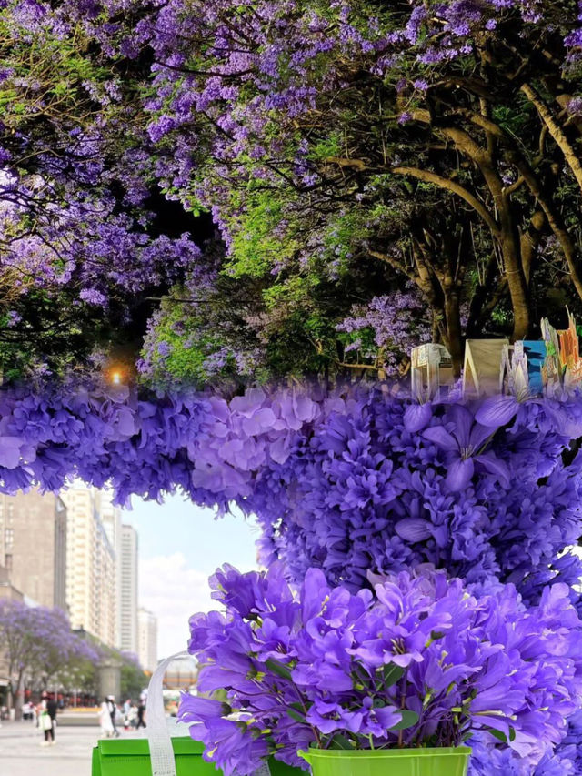 昆明五一藍花楹賞花全攻略（精簡乾貨版）