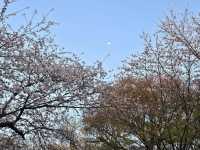 🌸首爾南山公園，藏在城央的櫻花秘境