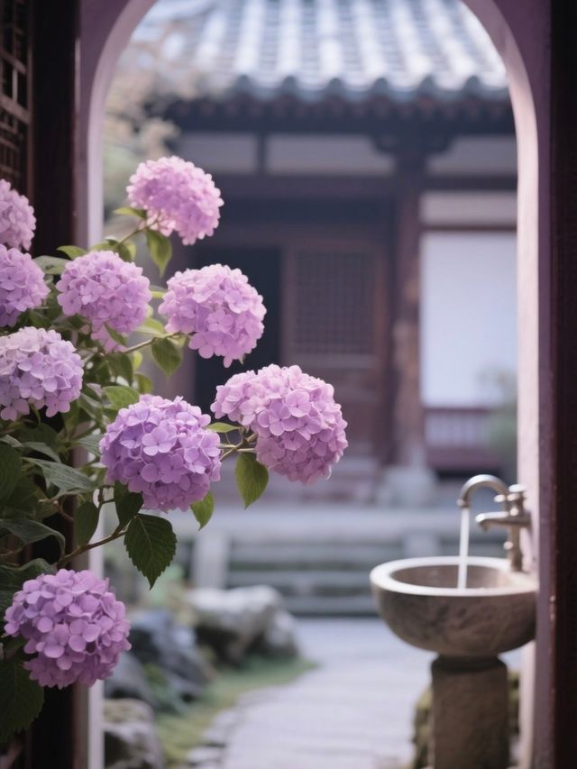 媲美日本！杭州永福寺繡球花，滿溢禪意之美