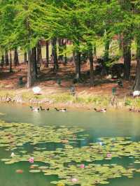 5月南京必衝燕雀湖莫奈花園睡蓮已上線🪷