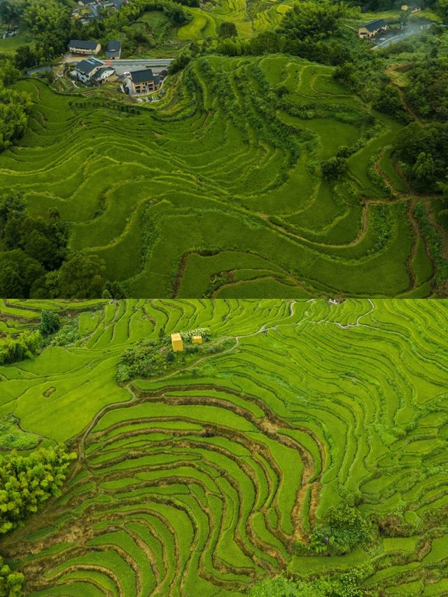 雲和梯田：喺山水間繪就嘅金色畫卷