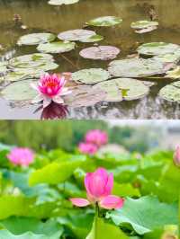 夏日「頂流」荷花登場！嚟河北浪漫一「夏」