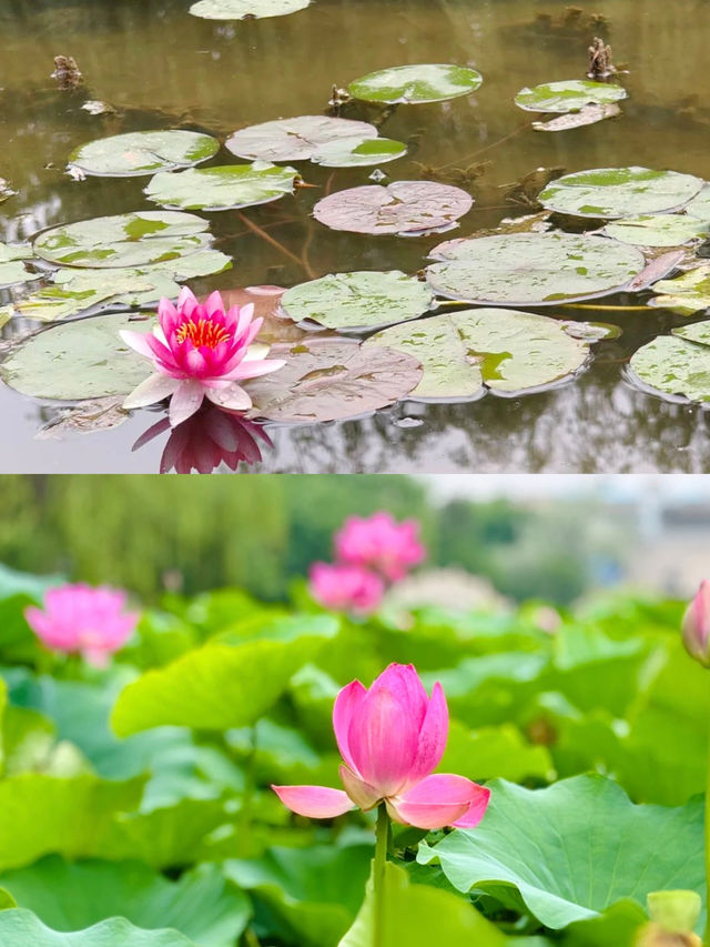 夏日「頂流」荷花登場！嚟河北浪漫一「夏」
