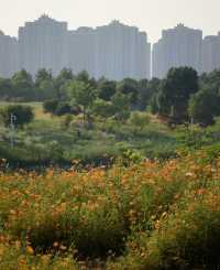 洋湖濕地公園真係靚爆啦！