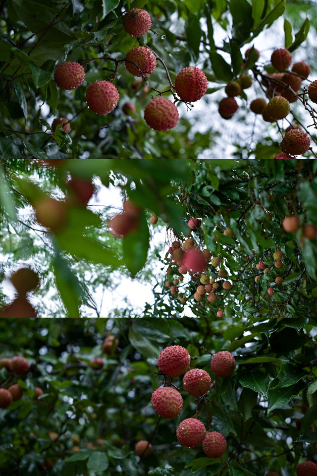 荔香滿溢・悅享採摘季｜邀您共赴甜蜜之約！