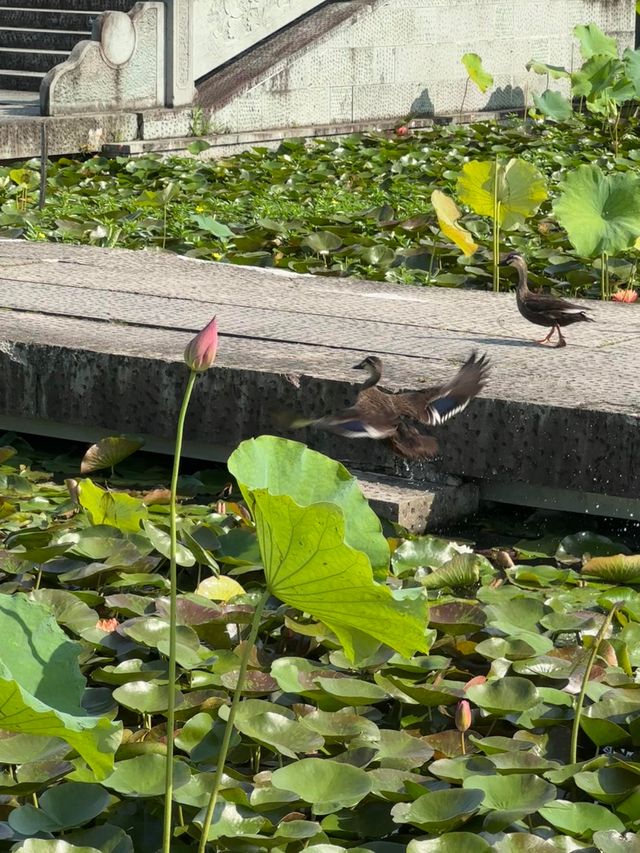 唔好再去西湖同人逼人！湘湖花海賞荷超絕攻略