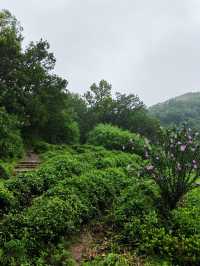 雨落金九道：苔痕石徑裡的中韓情誼與山野清歡