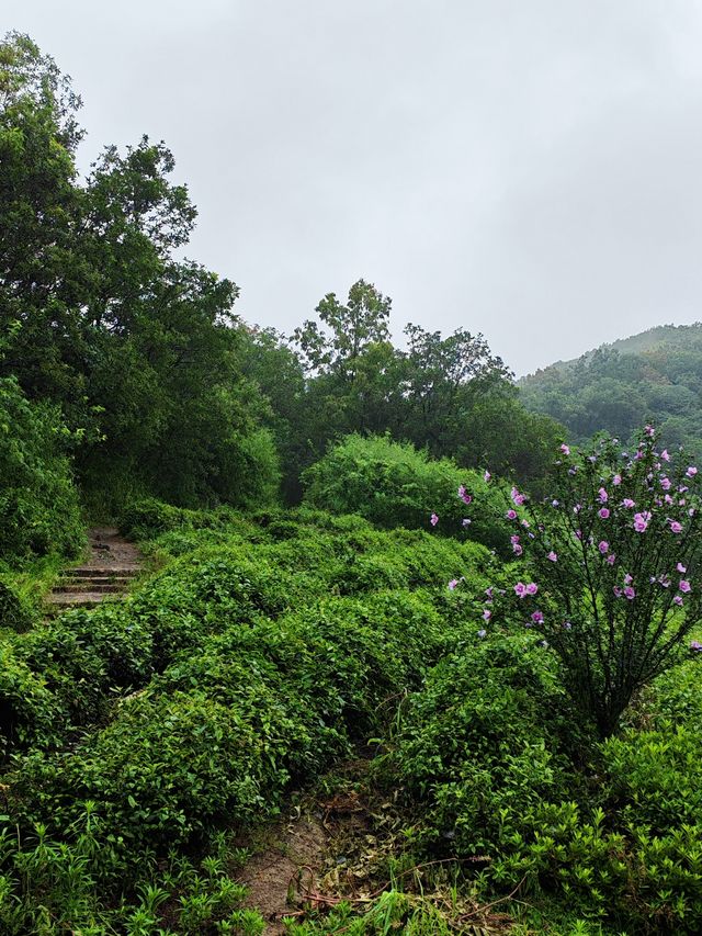 雨落金九道：苔痕石徑裡的中韓情誼與山野清歡