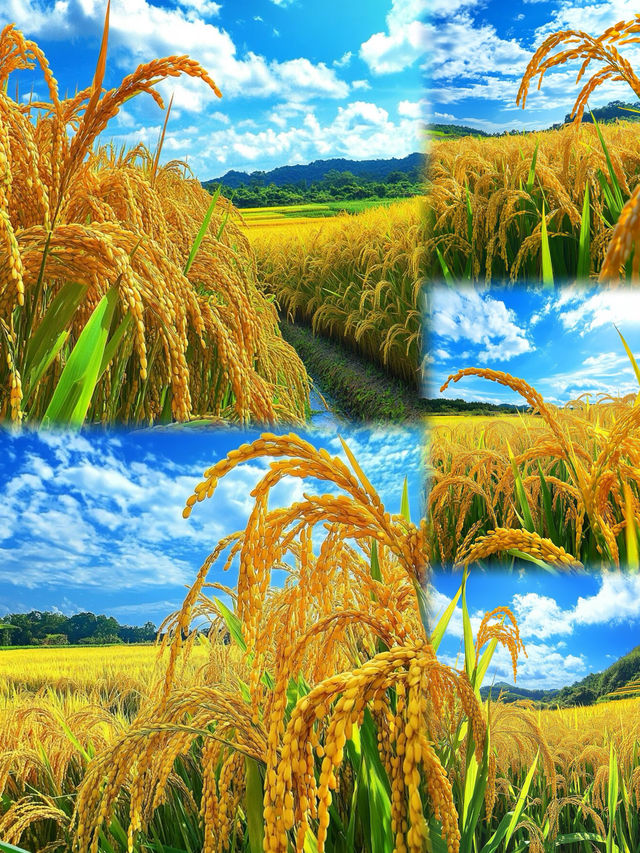 稻田裡藏住秋天最美嘅答案！被金燦燦嘅快樂包圍啦～