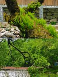 逃離都市！住神山居吸氧，邂逅日照金山！
