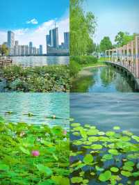 合肥賞荷攻略｜夏日限定版城市美學