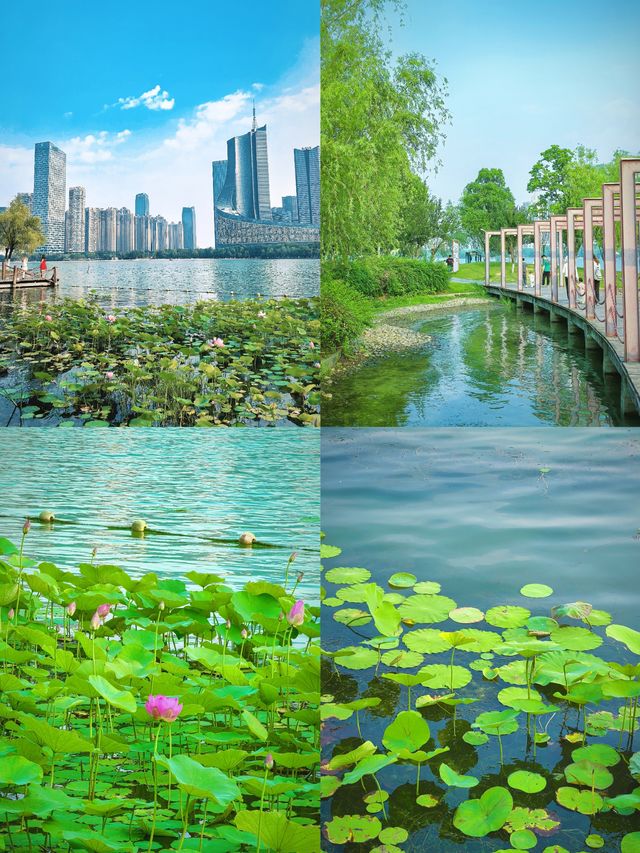 合肥賞荷攻略｜夏日限定版城市美學