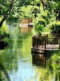 【北塢公園】漫步稻浪與古橋間