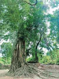 Carved in Time: The Art and Mystery of Banteay Prey